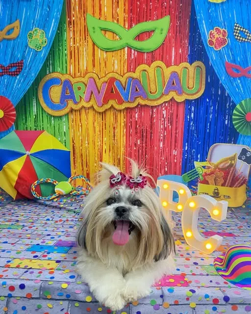 Shih tzu com laço no cenário de carnaval da Pet Clin