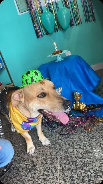 Cachorro de chapéu de festa na Pet Clin